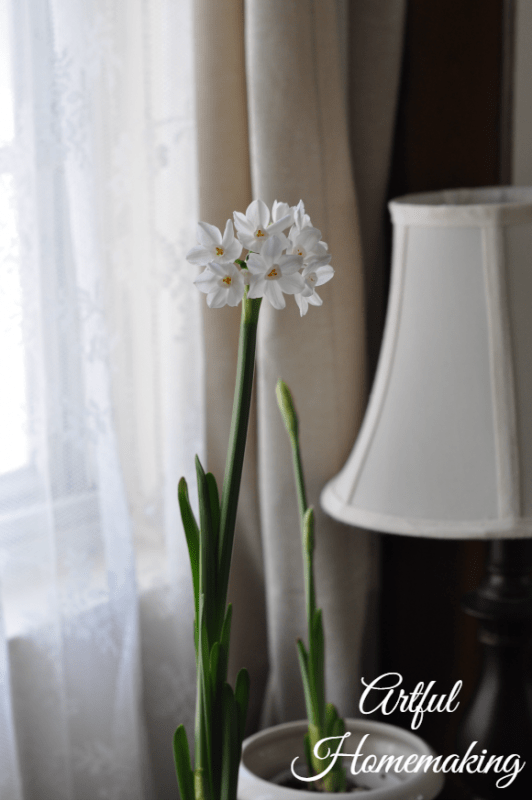 spring bulbs in pots on a dresser next to a window with lace curtains