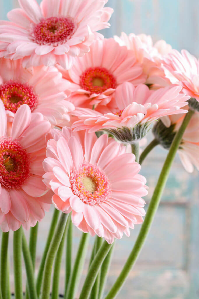 pink gerberga daisies