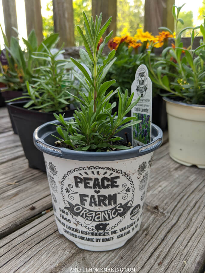 herbs vegetables for gardening