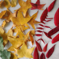 fall leaves to dip in beeswax