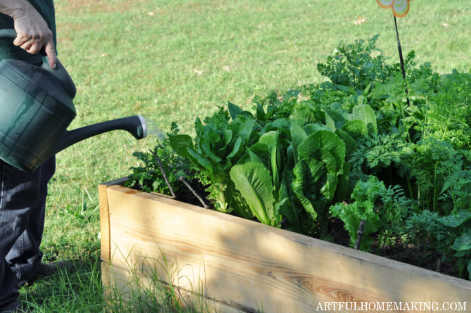 raised garden bed watering