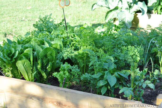 raised garden bed