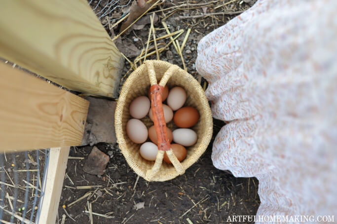 basket of eggs