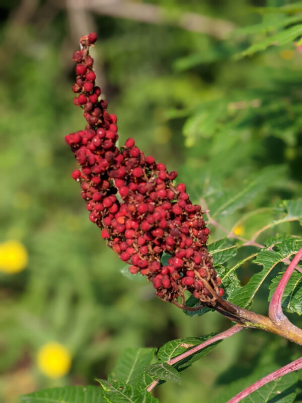 cluster of red sumac berries