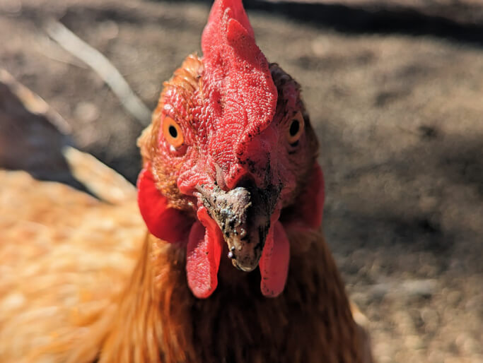 Rhode Island Red chicken