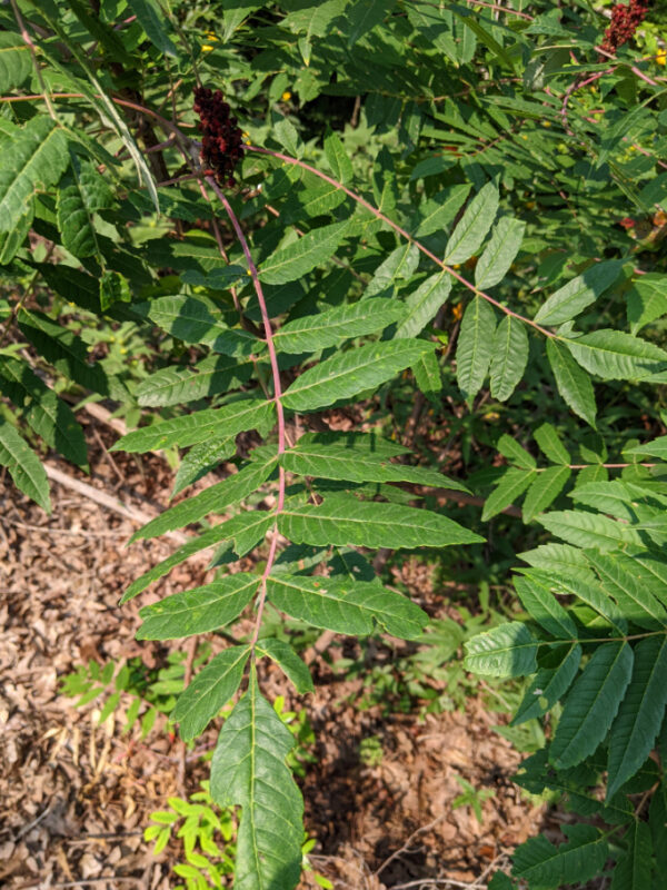 leaves of a smooth sumac plant