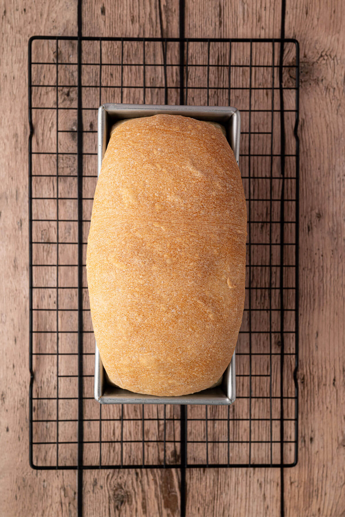Sourdough sandwich bread in a loaf pan after baking.
