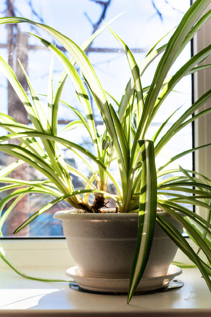 air purifier spider plant