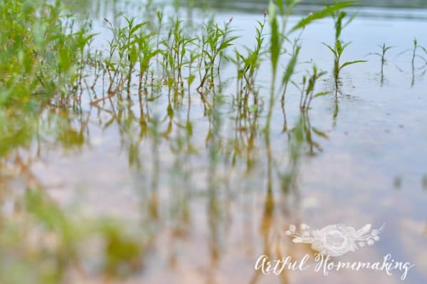 25 summer nature study ideas