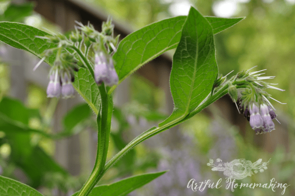 25 summer nature study ideas