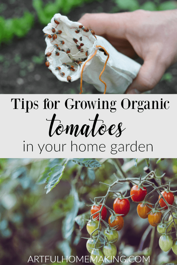 Tips for Growing Organic Tomatoes in Your Home Garden