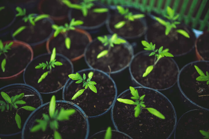 growing tomatoes