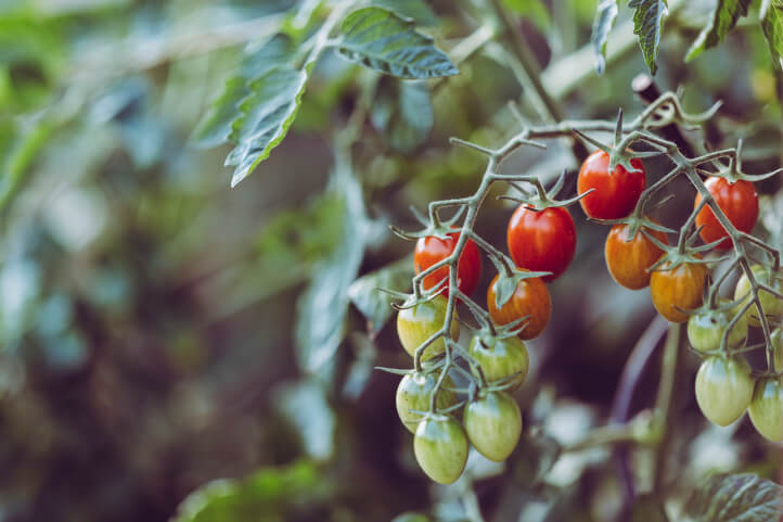 growing tomatoes