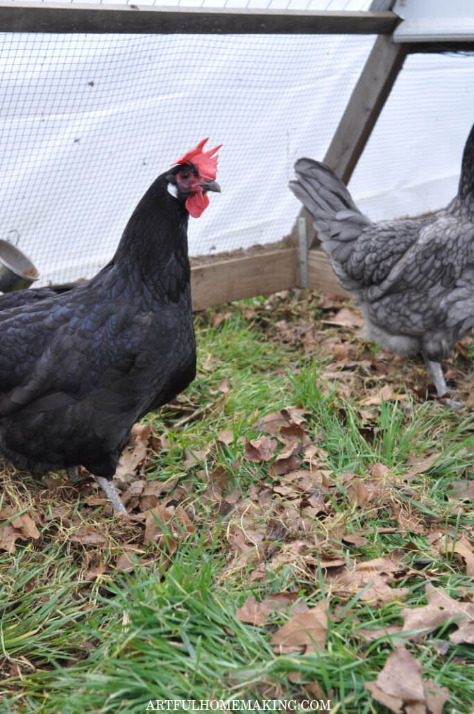 Andalusian chickens in chicken tractor